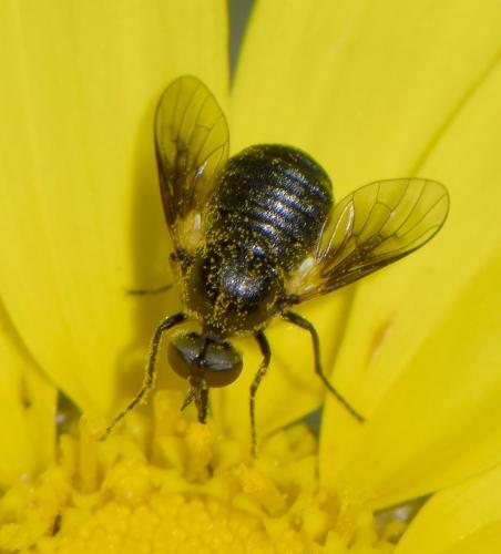 Réf. 282 619 : Usia sp.